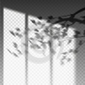 Plant branch or leaf shadow on transparent wall