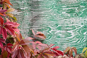 Plant branch with reddish leaves on a wooden surface painted with green paint, wood structure, background