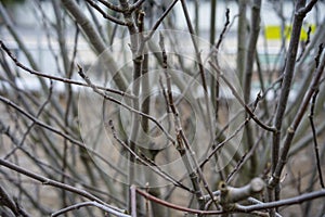 Plant Branch in Winter, Ficus Carica Moraceae withouth leaves