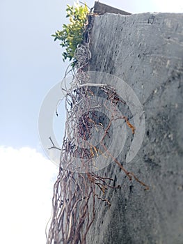 Plant branches that branch out on the wall