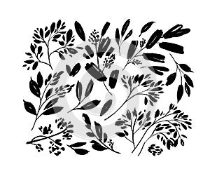 Plant branches with leaves vector illustrations.