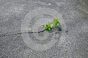 Plant break through the asphalt