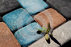 The plant breaks through colorful paving slabs. Will to live and strength of mind concept. Force of nature