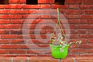Plant with brick and mortar wall photo