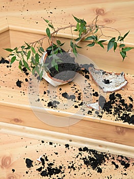 Plant in a broken flower pot