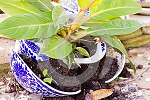 Plant in a broken flower pot