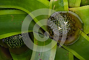 The plant of bromelia featuring bromeliaceae full bloom grown in a botanic garden