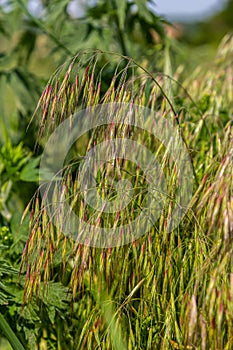 The plant Bromus sterilis, anysantha sterilis, or barren brome belongs to the Poaceae family at the time of flowering. wild cereal photo