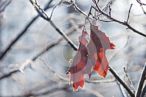 Plant with brown leaves covered with frost. Late autumn.