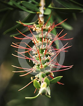 Plant bud with pink tendrils