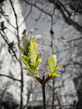 Plant bud. Spring. Start of a new life