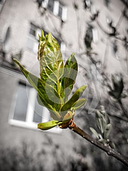 Plant bud. Spring. Start of a new life