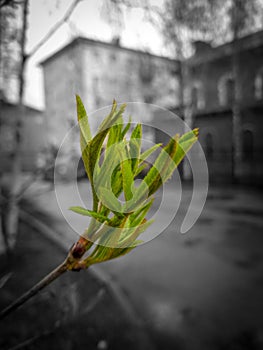 Plant bud. Spring. Start of a new life