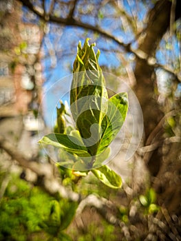 Plant bud. Spring. Start of a new life