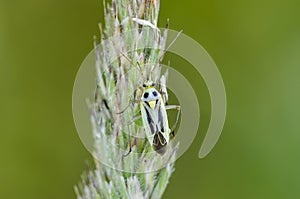 Plant bug on the bent in field