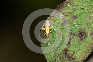 Plant bug on leaf, Rhabdomiris striatellus, photo