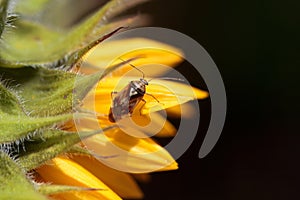 The plant bug Lygus pratensis