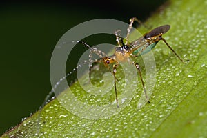 A plant bug/mirid bug covered with dew drops