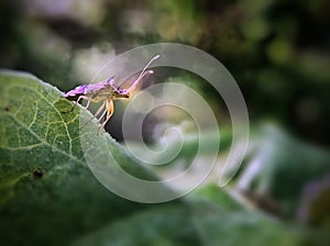 A plant bug stand on leaves