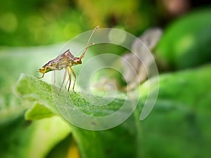 A plant bug stand on leaves