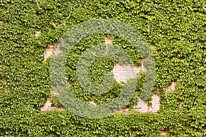 A plant on a building. Nature dominates architecture. An ivy wall covers the building