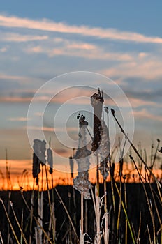 Plant bulrush against the sunset and beautiful orange blue sky