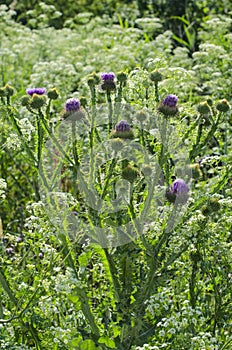 Plant burdock proudly grows in the field