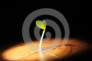 Plant burgeon growing in a wooden floor