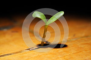 Plant burgeon growing in a wooden floor