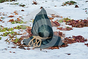 The plant bush in the garden is covered with agro-fabric (agrotextile) to protect it from sunlight, frost, snow