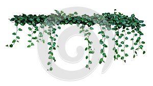 Plant bush with hanging vines of green variegated heart-shaped leaves DevilÃ¢â¬â¢s ivy or golden pothos Epipremnum aureum the photo