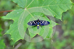 On the plant is a butterfly Amata phegea