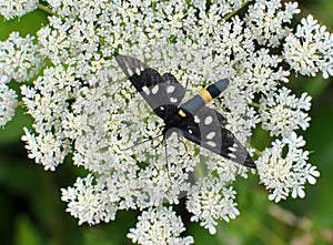 On the plant is a butterfly Amata phegea