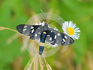 On the plant is a butterfly Amata phegea