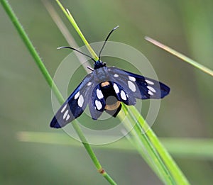 On the plant is a butterfly Amata phegea