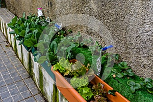 Plant of cabbage and leaves in vases.