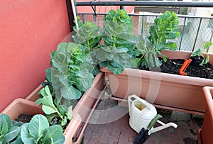 plant of cabbage and leaves in vases of an urban garden on the t