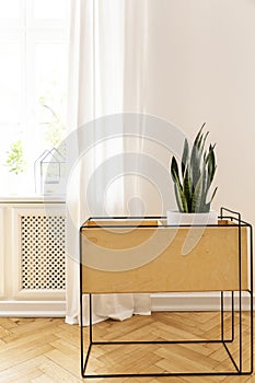 Plant on cabinet in minimal white room interior with drapes at window. Real photo