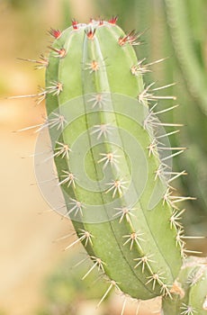 Plant cactaceae