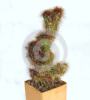 Plant, Cactus Cereus Peruvianus Monstrosus Latin Name. Can Serve as A Decoration for Any Collection photo