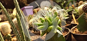 Plant cactus flower produce houseplan