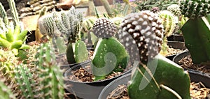 Plant cactus flower produce houseplan