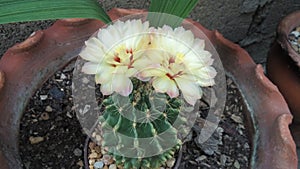 Beauty plant Cactus with flowers of brigth colors