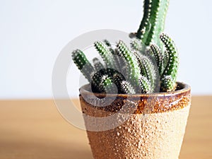 plant cactus succulent echinopsis hobby lifestyle art gardening tree houseplant home leisure selected focus