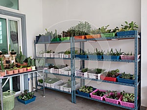 Plant and cactus vertical garden, simple and orderly inside the house