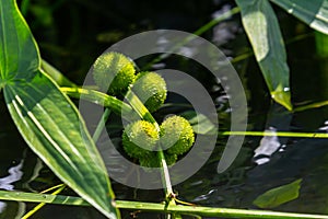 plant called Common arrowhead, Sagittaria sagittifolia