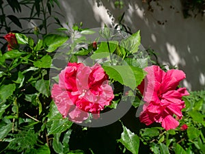 Plant called hibiscus or hibisco photo