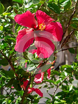 Plant called hibiscus or hibisco