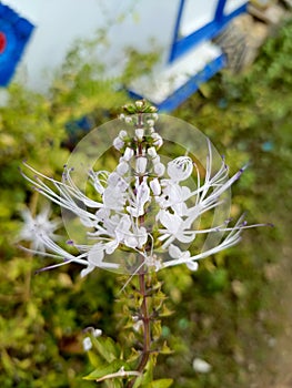 The plant is called & x22;kumis kucing,& x22; and it& x27;s becoming increasingly rare in Indonesia.