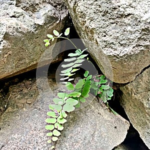 Adiantum capillus-veneris Amidst the Rocks photo